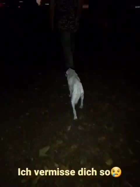 Unsere Fellnasen im Regenbogenland-Beitrag-Bild