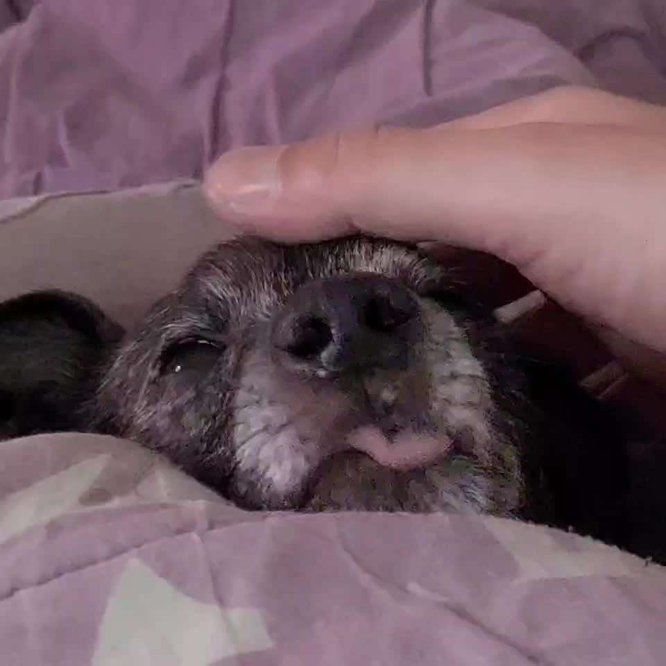 Video-Challenge Nr. 10
Der umsorgte Hund-Beitrag-Bild