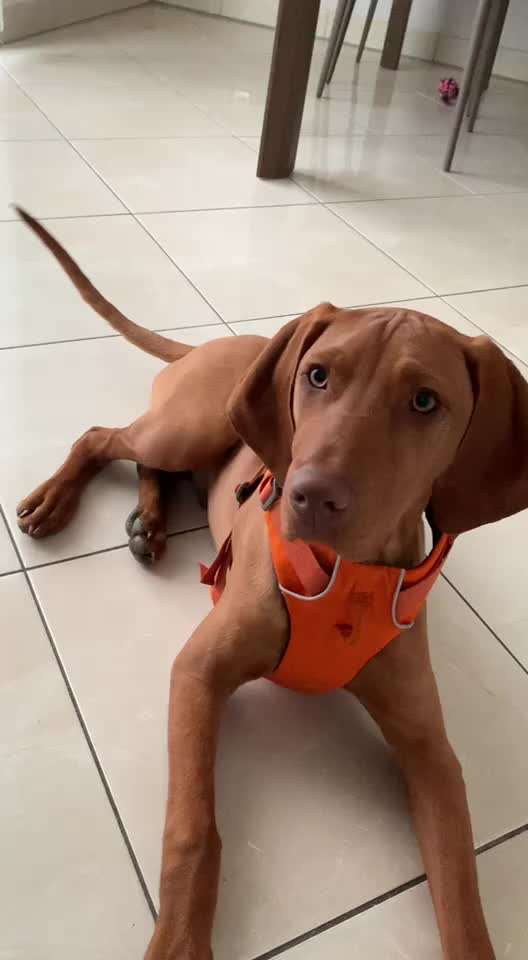 Magyar Vizsla UK-Beitrag-Bild