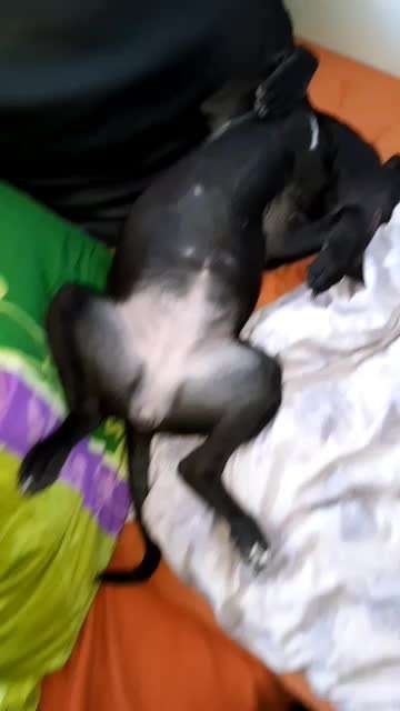 Hund vom Veterinäramt weggenommen-Beitrag-Bild