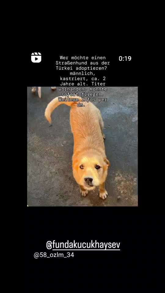 Tierschutzhunde suchen ein Zuhause-Beitrag-Bild