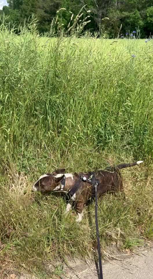 Miniatur Bull Terrier-Beitrag-Bild