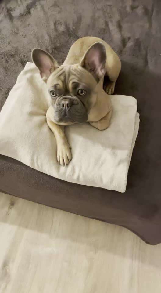 Hunderunde-Beitrag-Bild