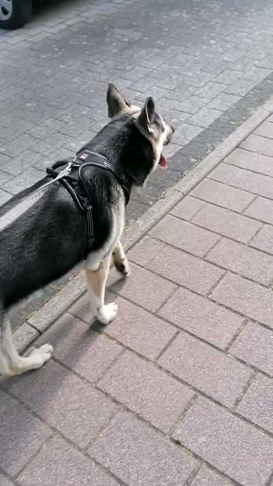 Wie sitzt mein Geschirr?-Beitrag-Bild