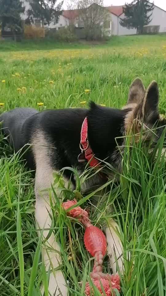 Wo sind die Osteuropäischen Schäferhunde-Beitrag-Bild