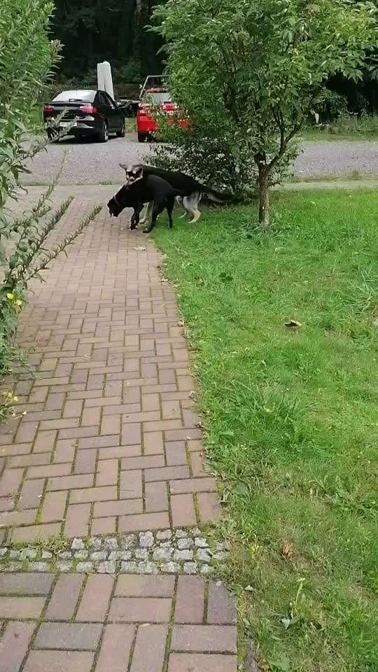 Analyse & Interpretation von Verhalten-Beitrag-Bild