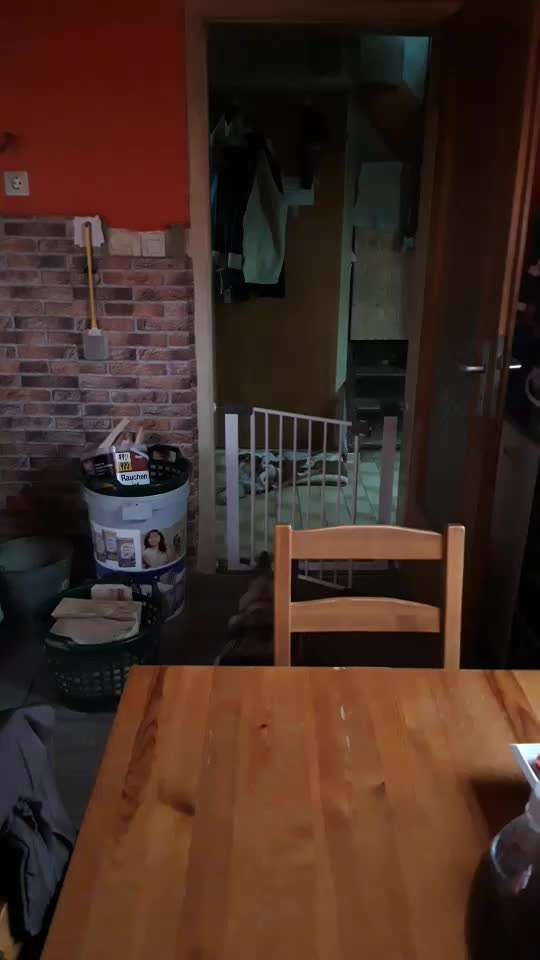 Zeigt hier Euer liebstes Video Eurer Hunde-Beitrag-Bild