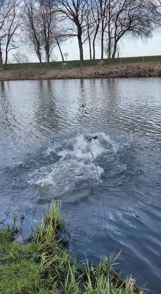 Dogorama Video Challenge: Lustige Wasser Videos-Beitrag-Bild