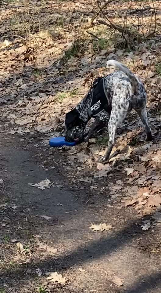 Zeigt hier Euer liebstes Video Eurer Hunde-Beitrag-Bild