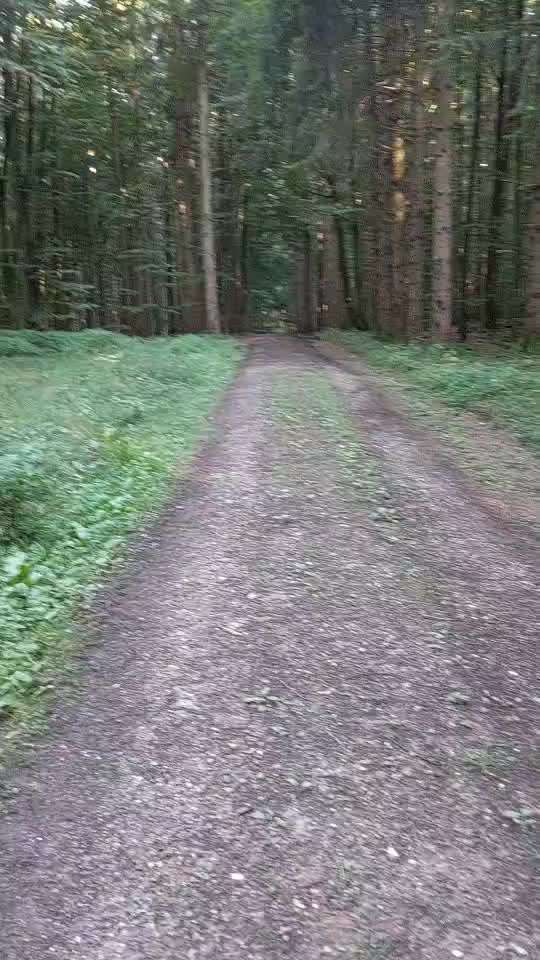 TierschutzhundeStammtisch🐕-Beitrag-Bild