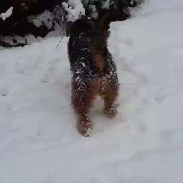 Die besten Hundeblicke 🐾❤️-Beitrag-Bild