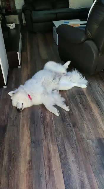 Samojede-Beitrag-Bild