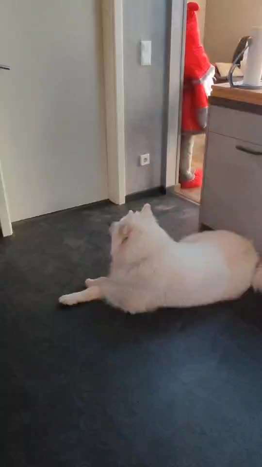 Samojede-Beitrag-Bild