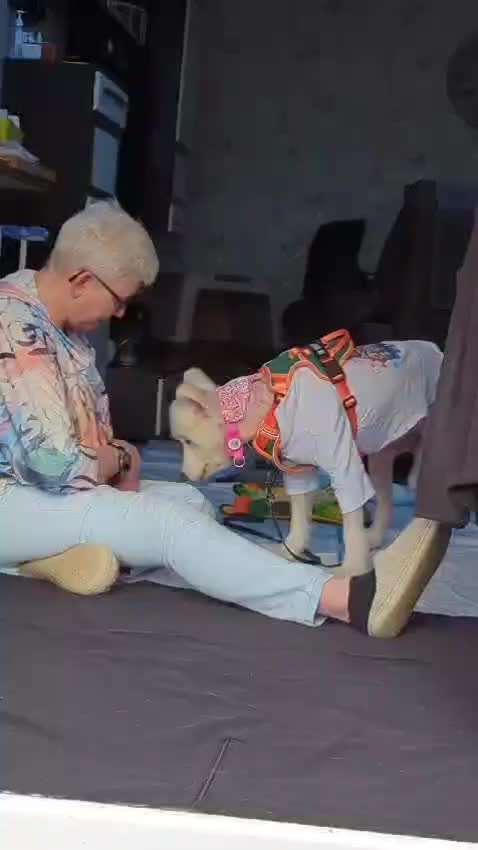 Samojede-Beitrag-Bild