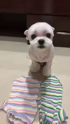 Zeigt hier Euer liebstes Video Eurer Hunde-Beitrag-Bild