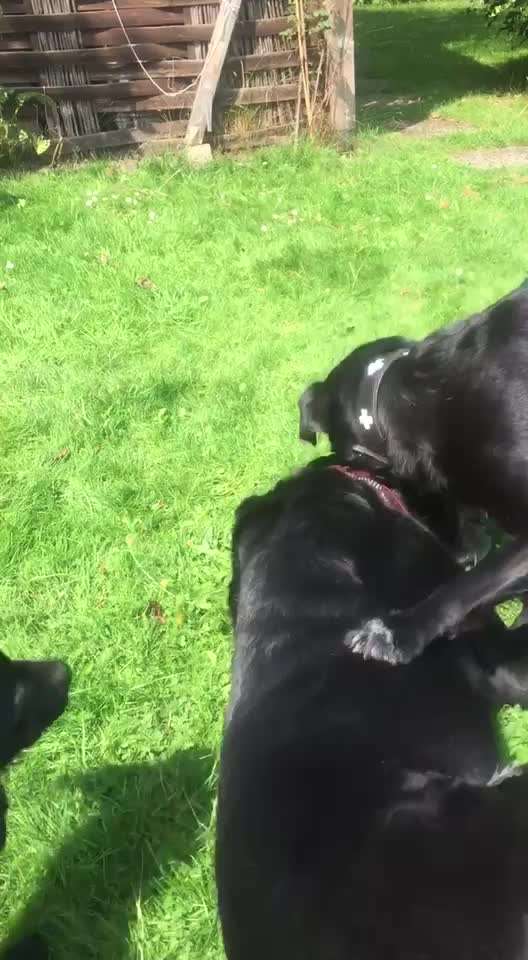 Zeigt hier Euer liebstes Video Eurer Hunde-Beitrag-Bild