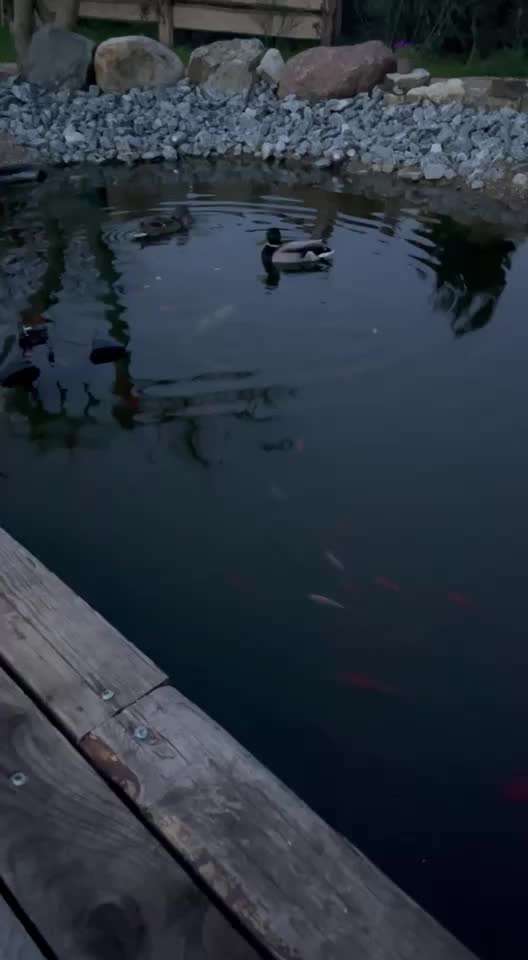 Rhodesian Ridgeback-Beitrag-Bild