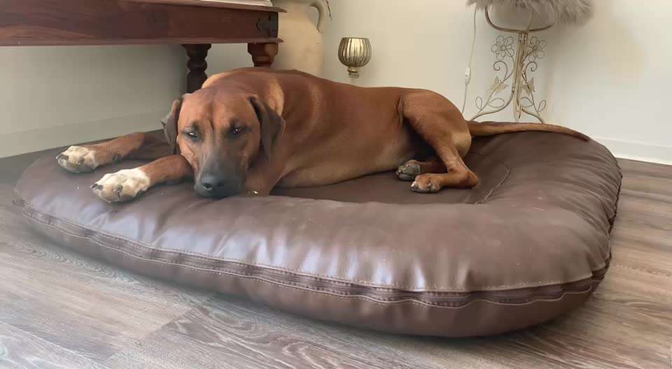 Rhodesian Ridgeback-Beitrag-Bild
