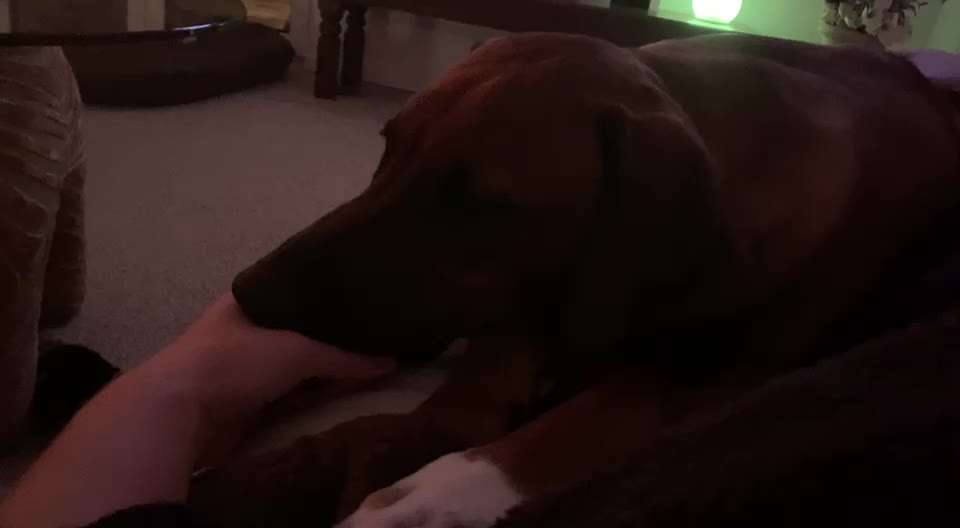 Rhodesian Ridgeback-Beitrag-Bild