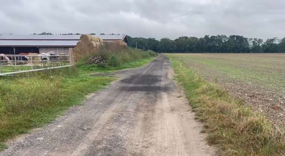 Rhodesian Ridgeback-Beitrag-Bild