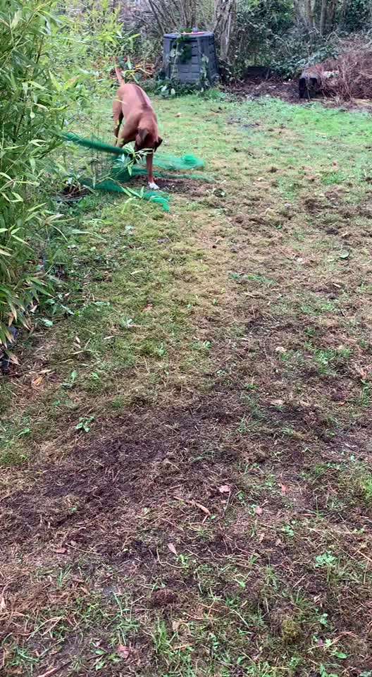 Rhodesian Ridgeback-Beitrag-Bild