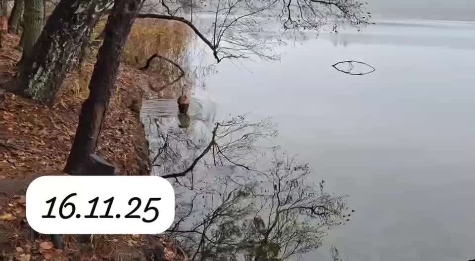 Rhodesian Ridgeback-Beitrag-Bild