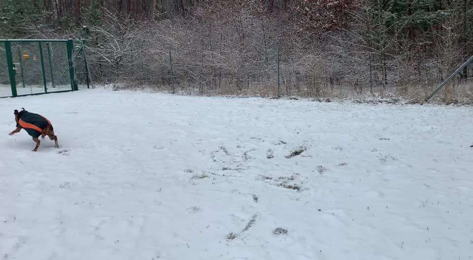 Rhodesian Ridgeback-Beitrag-Bild