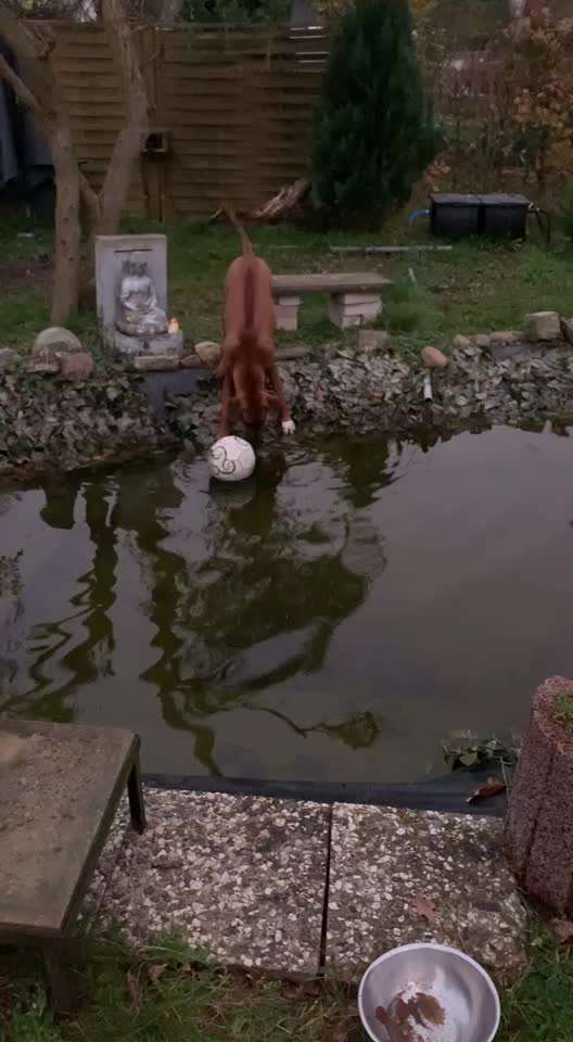 Rhodesian Ridgeback-Beitrag-Bild