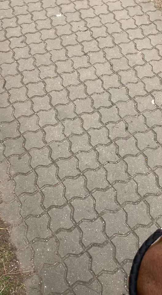 Rhodesian Ridgeback-Beitrag-Bild