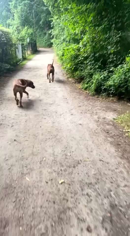 Rhodesian Ridgeback-Beitrag-Bild