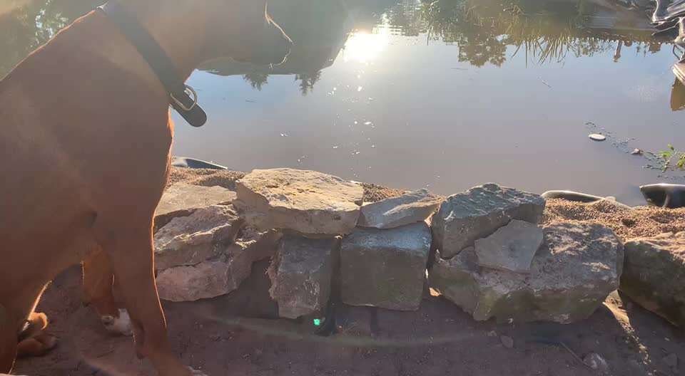 Rhodesian Ridgeback-Beitrag-Bild