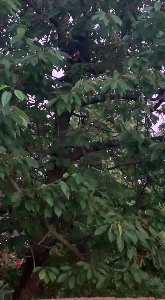 Rhodesian Ridgeback-Beitrag-Bild