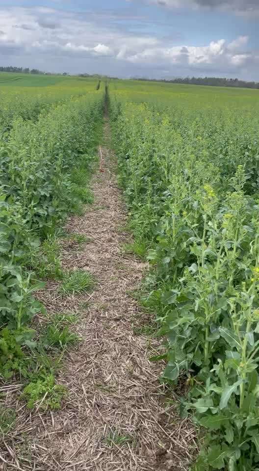 Rhodesian Ridgeback-Beitrag-Bild