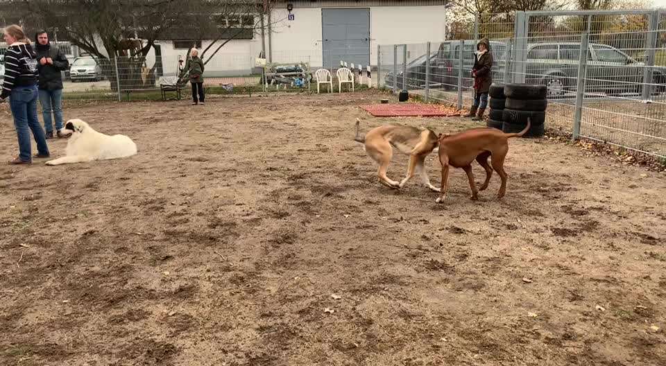 Rhodesian Ridgeback-Beitrag-Bild