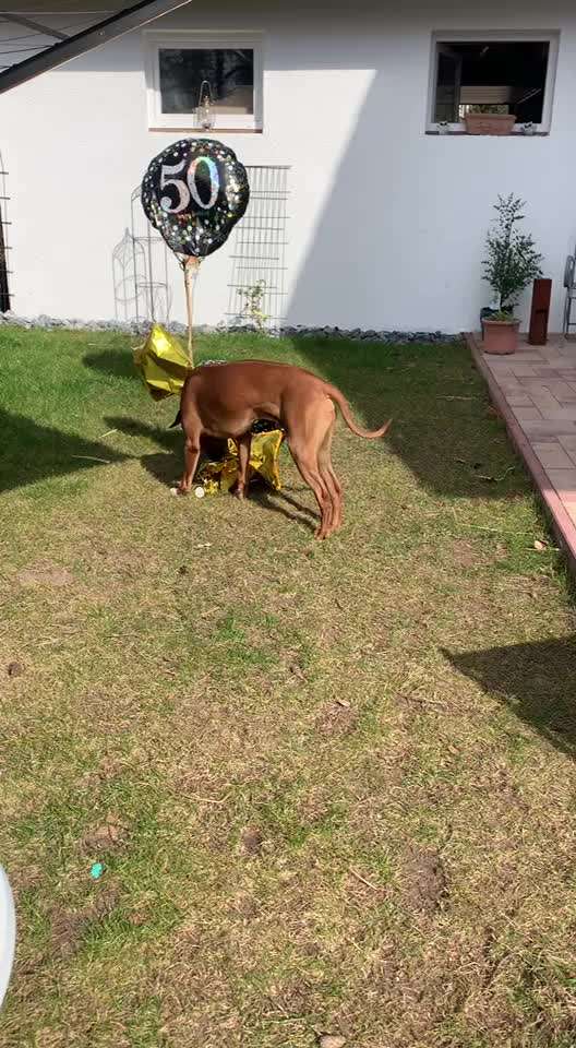 Rhodesian Ridgeback-Beitrag-Bild