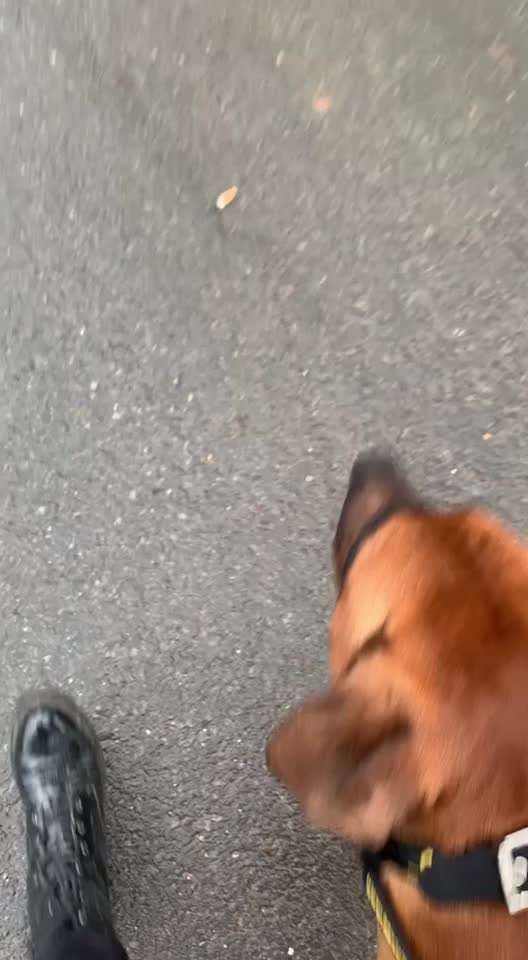 Rhodesian Ridgeback-Beitrag-Bild