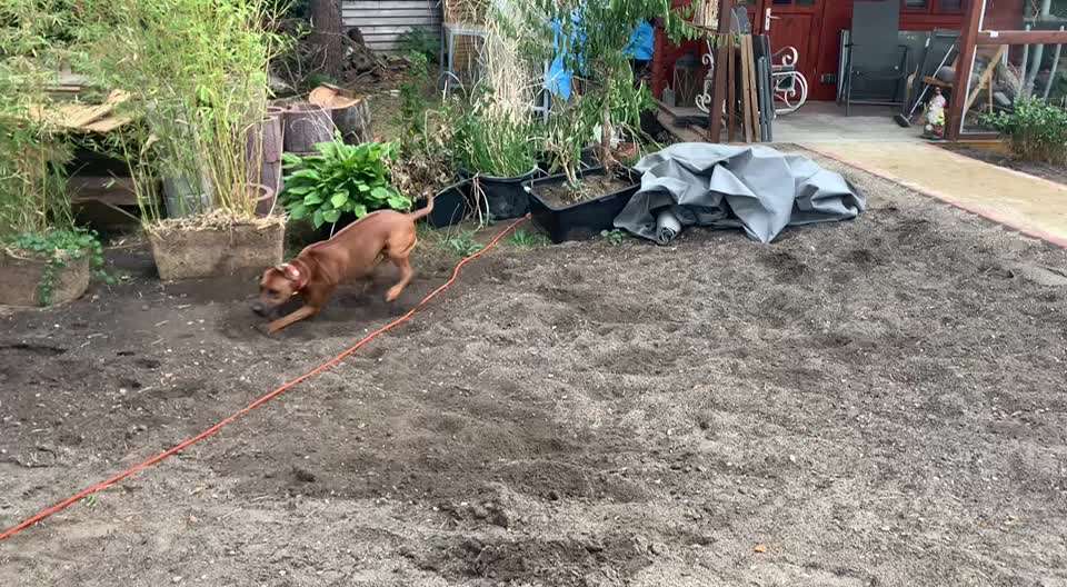 Rhodesian Ridgeback-Beitrag-Bild