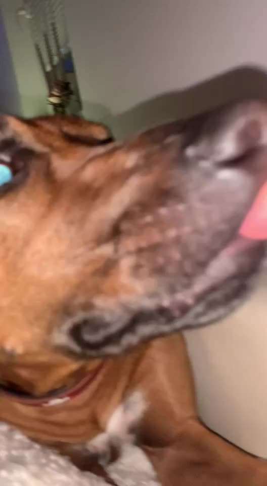 Rhodesian Ridgeback-Beitrag-Bild