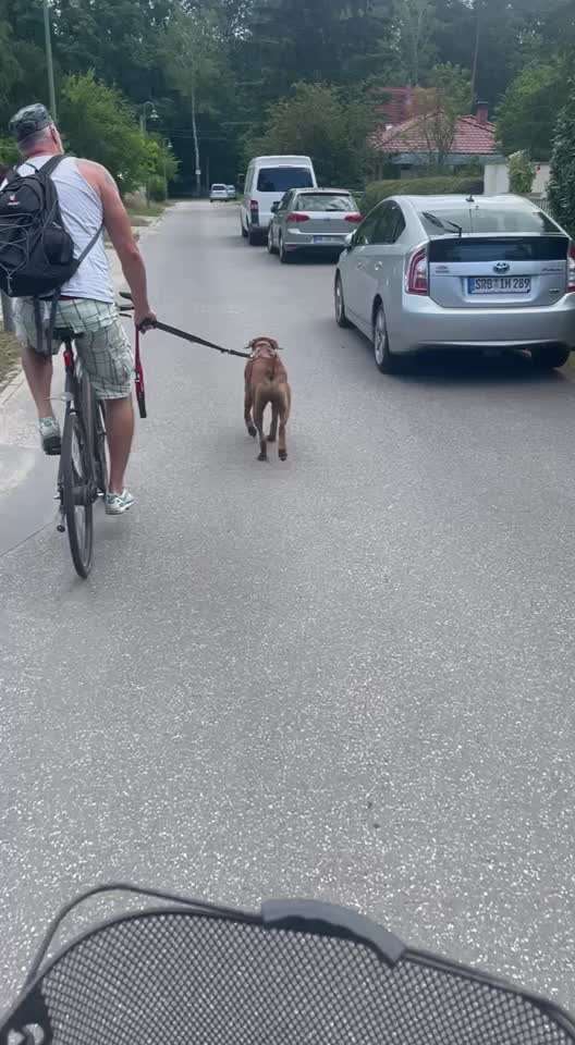 Rhodesian Ridgeback-Beitrag-Bild