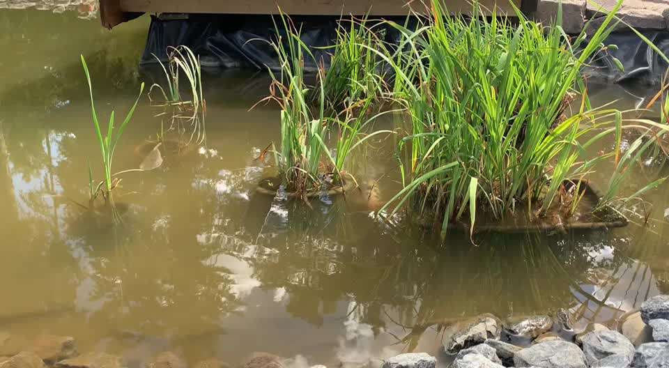 Rhodesian Ridgeback-Beitrag-Bild