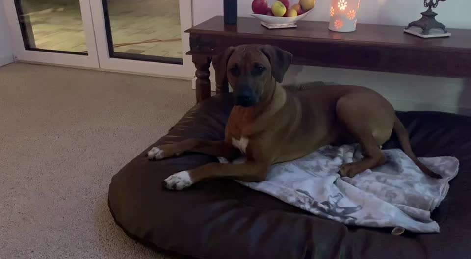 Rhodesian Ridgeback-Beitrag-Bild