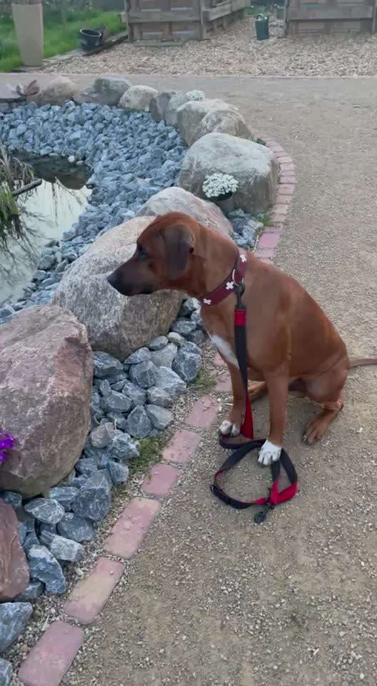Rhodesian Ridgeback-Beitrag-Bild