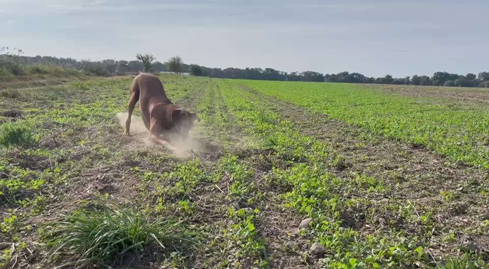 Rhodesian Ridgeback-Beitrag-Bild
