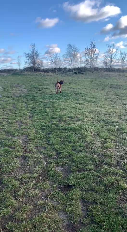 Rhodesian Ridgeback-Beitrag-Bild