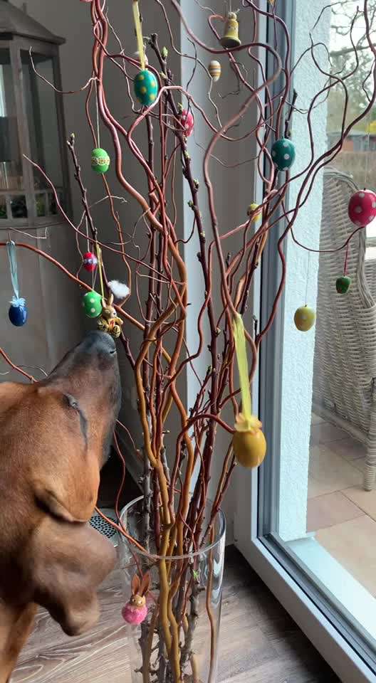 Rhodesian Ridgeback-Beitrag-Bild