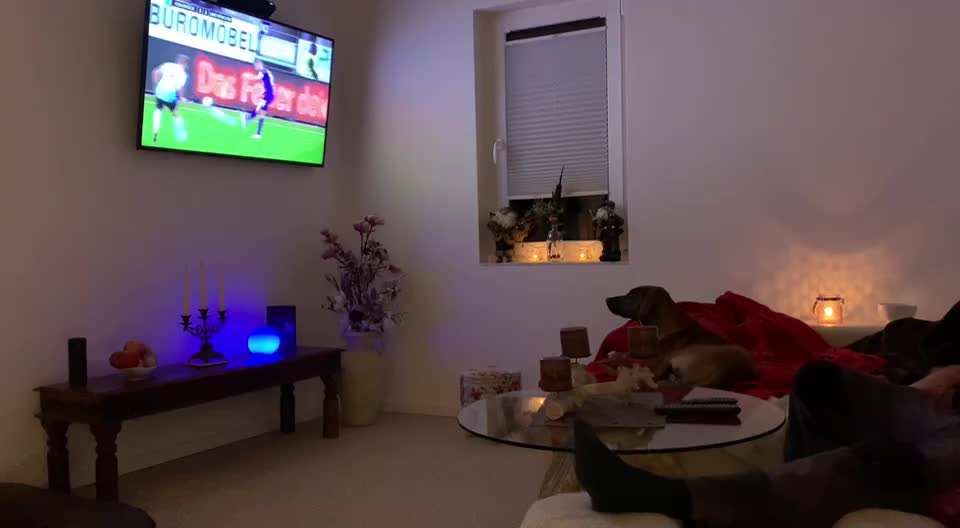 Rhodesian Ridgeback-Beitrag-Bild