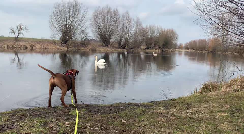 Rhodesian Ridgeback-Beitrag-Bild