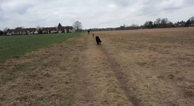 Rhodesian Ridgeback-Beitrag-Bild