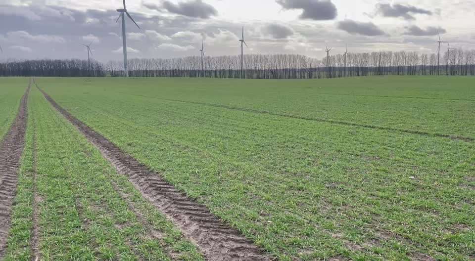 Rhodesian Ridgeback-Beitrag-Bild