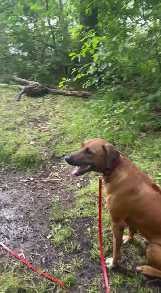 Rhodesian Ridgeback-Beitrag-Bild